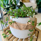 Lissome Pot