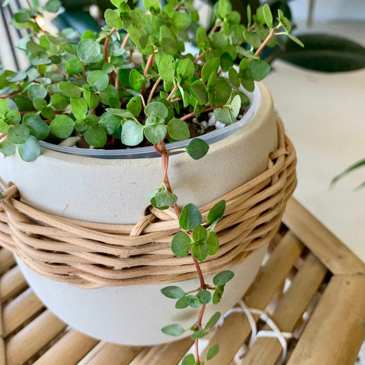 Lissome Pot