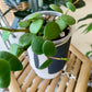 Trabar Pot