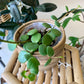 Footed Aroon Pot