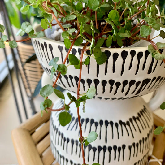 Amazon Pot