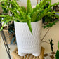Dache Pot with Saucer