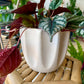 Beaumont Pot