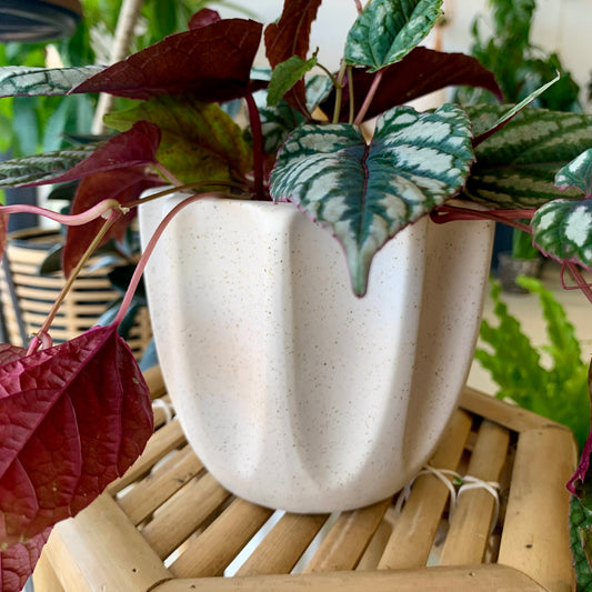 Beaumont Pot