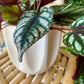 Beaumont Pot