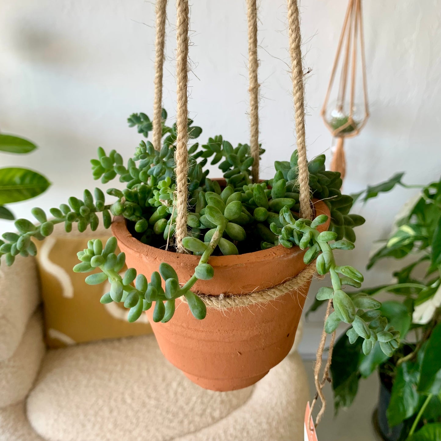 Potted Donkey Tail