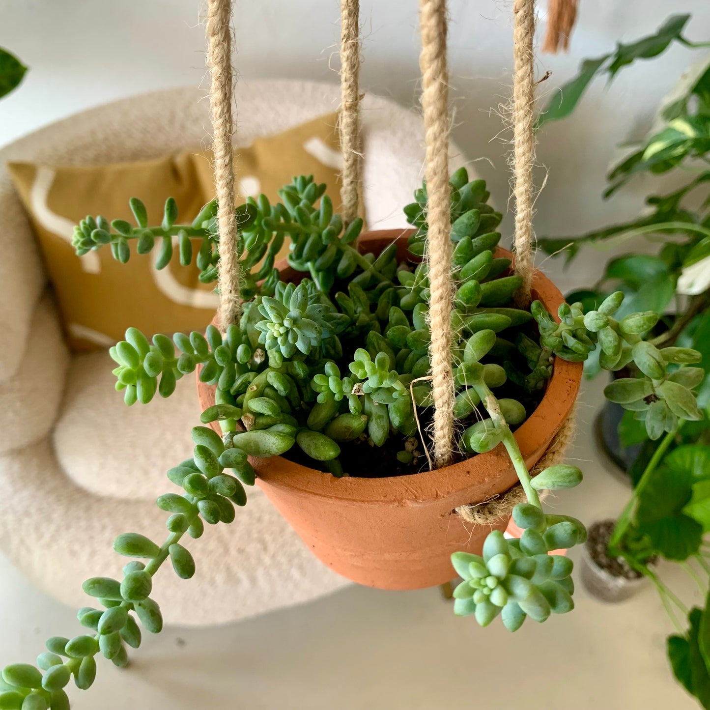 Potted Donkey Tail