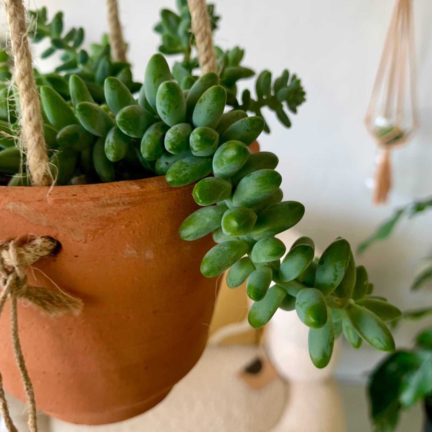 Potted Donkey Tail