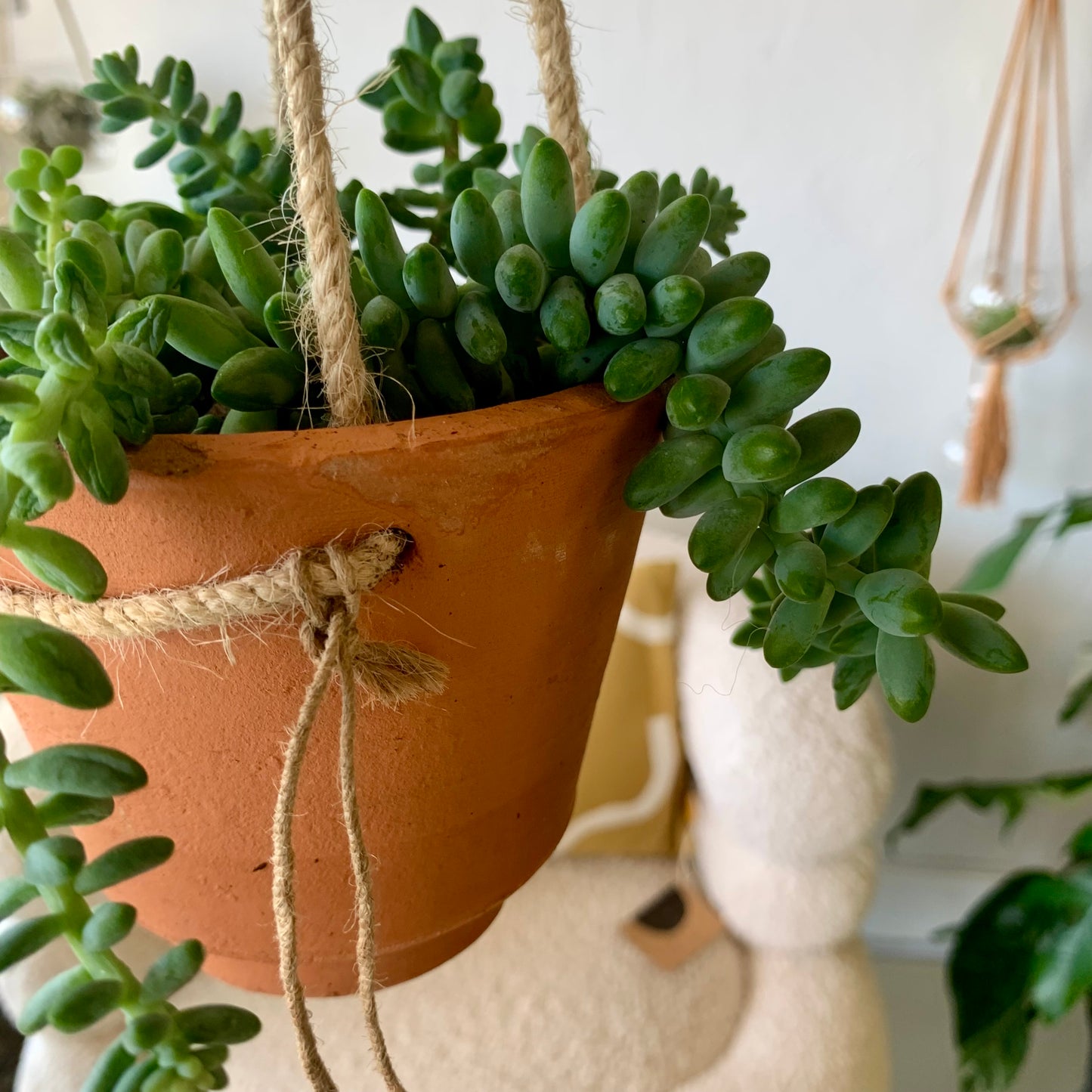 Potted Donkey Tail