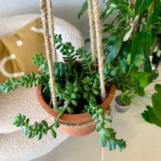 Potted Donkey Tail