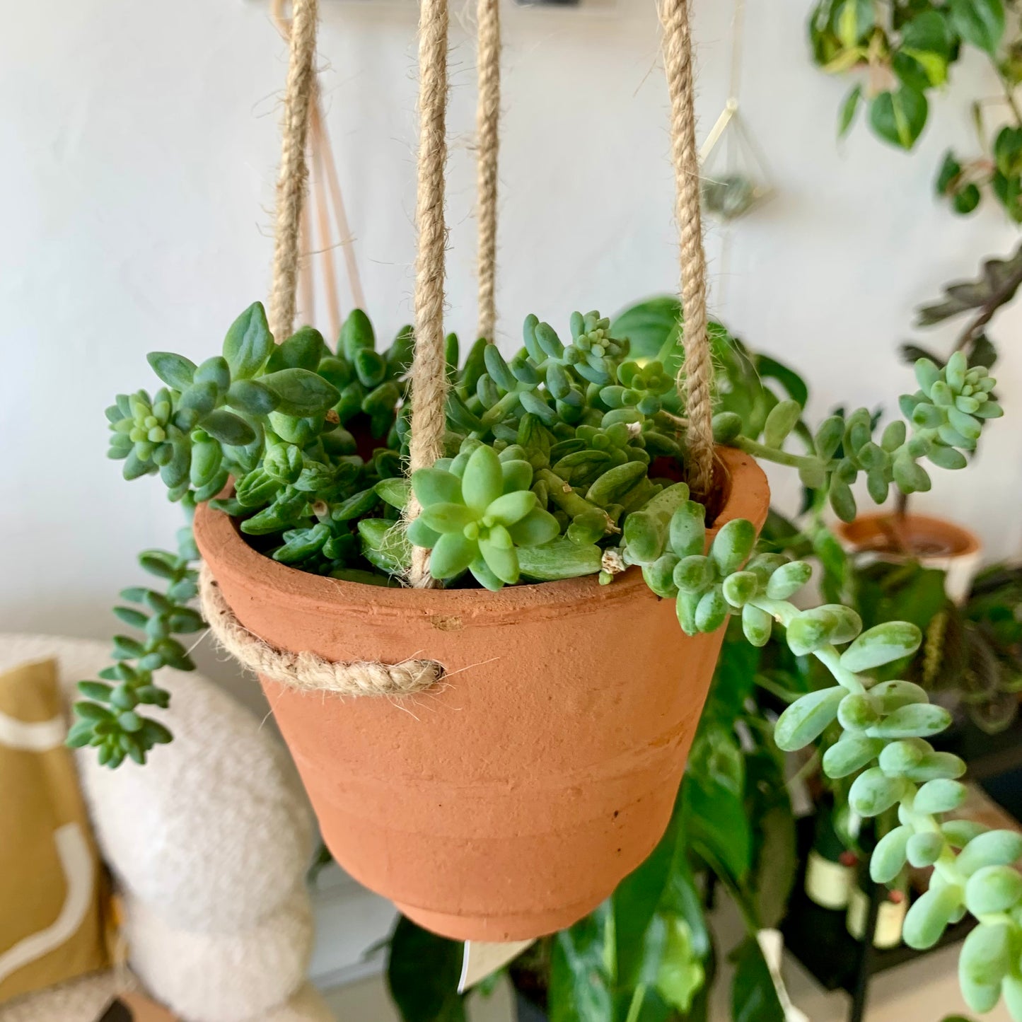 Potted Donkey Tail