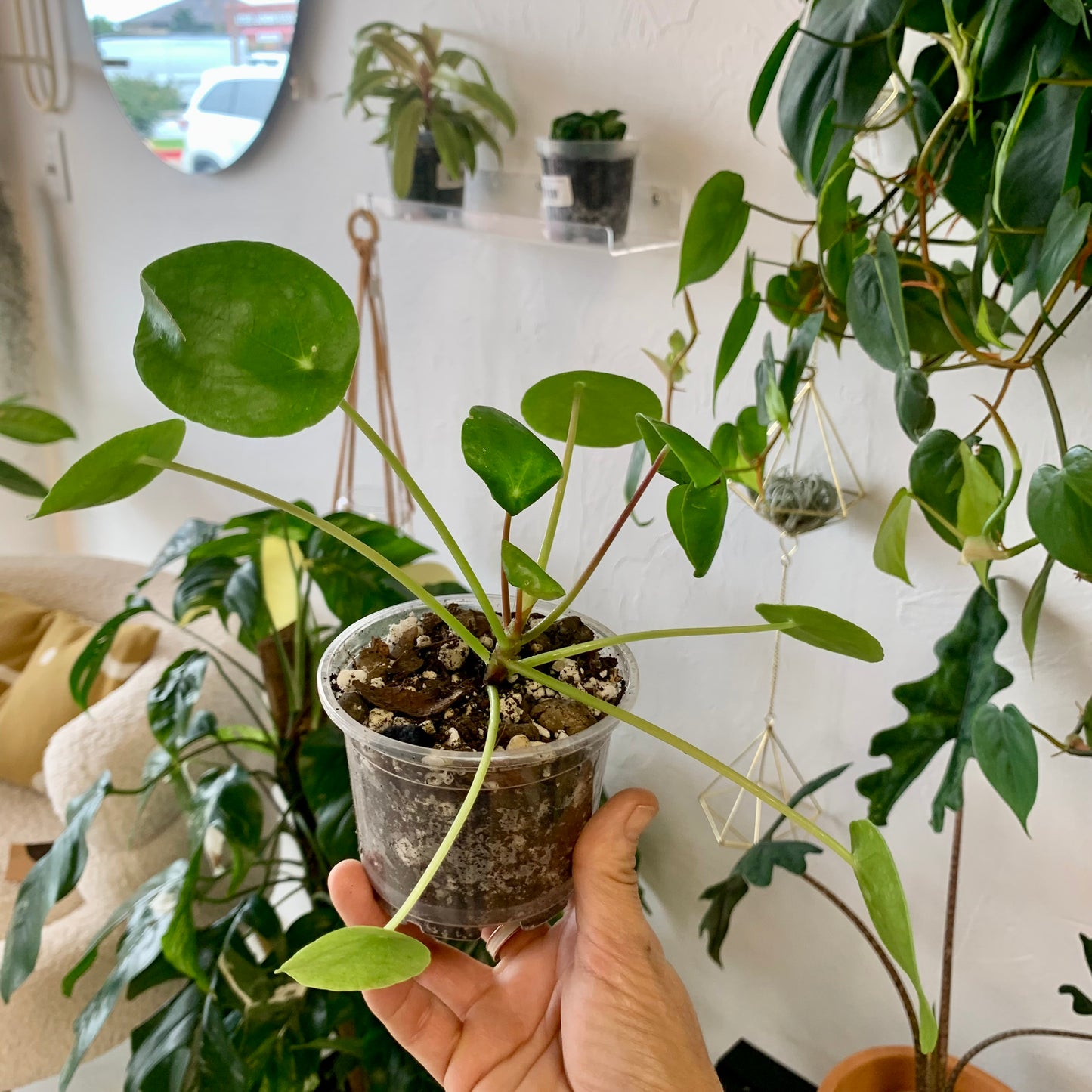 Pilea Peperomiodes