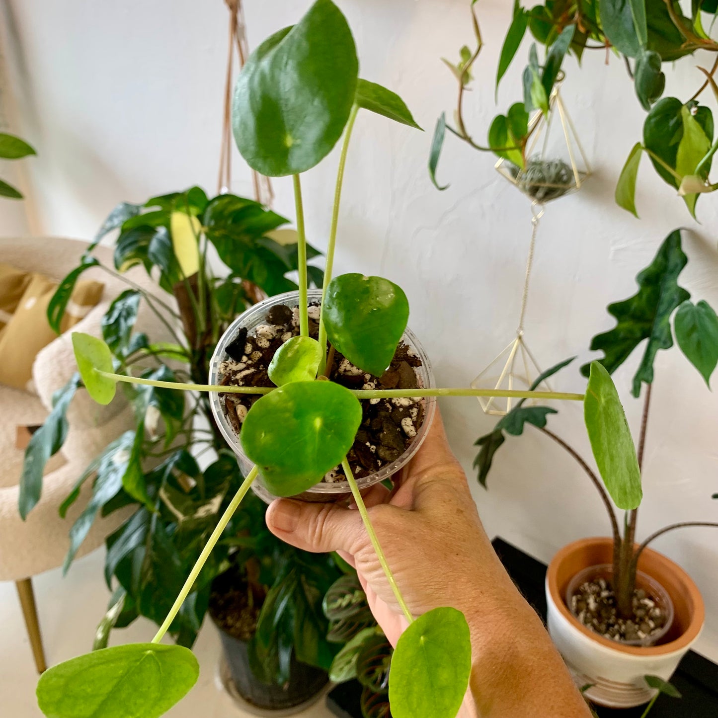 Pilea Peperomiodes