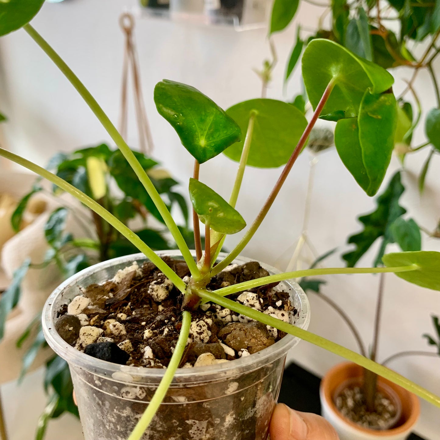 Pilea Peperomiodes