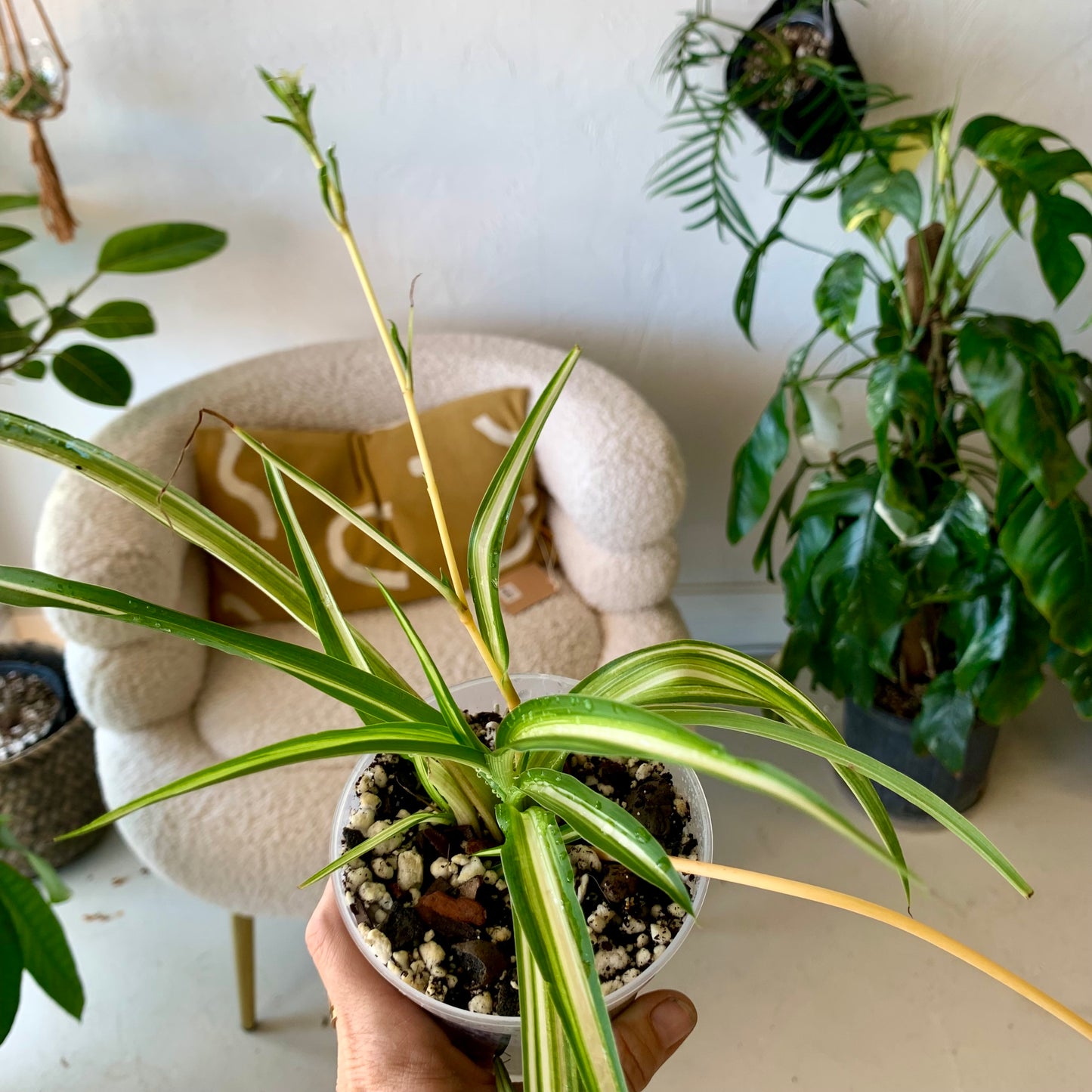 Spider Plant