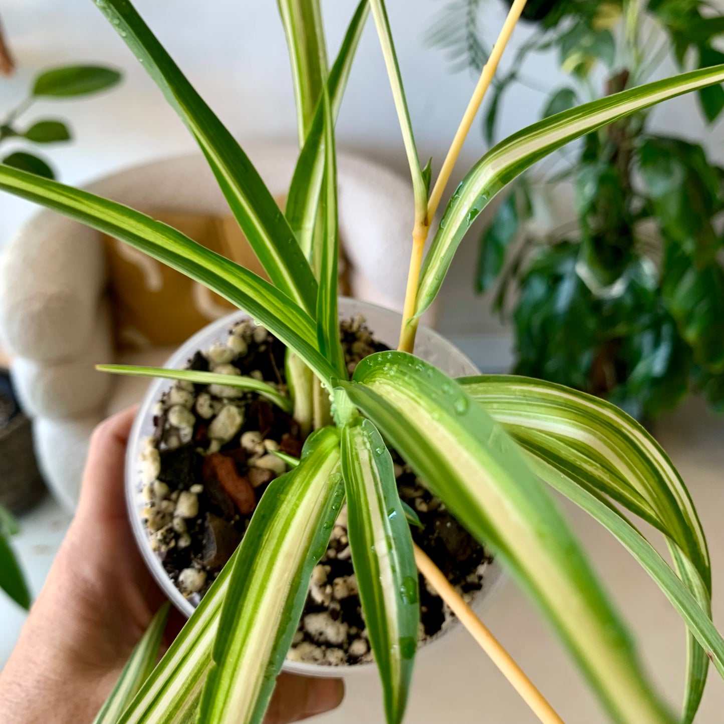 Spider Plant