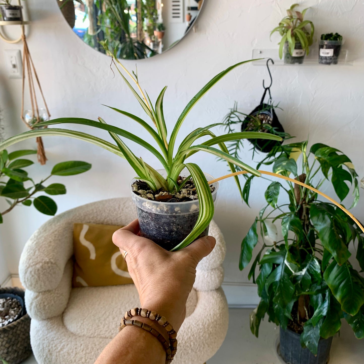 Spider Plant