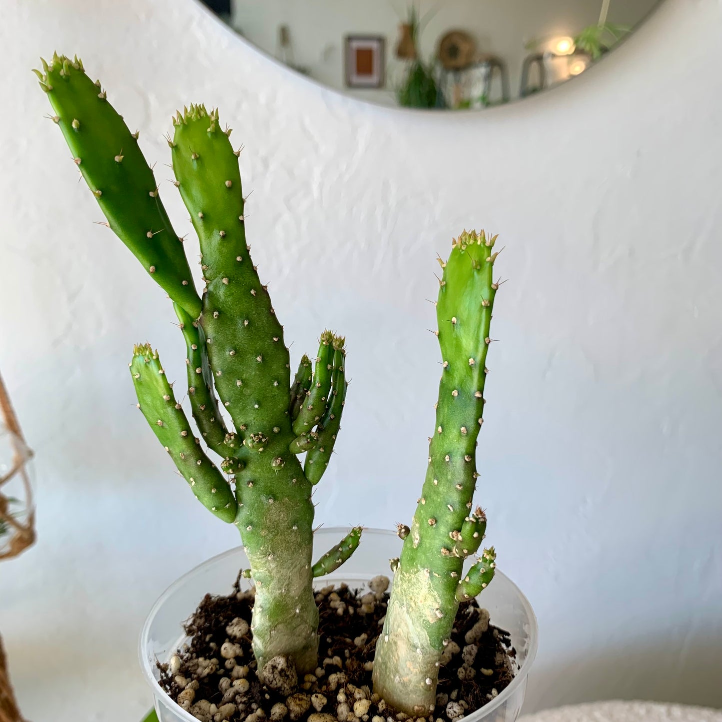 Josephs Coat Variegated Cactus