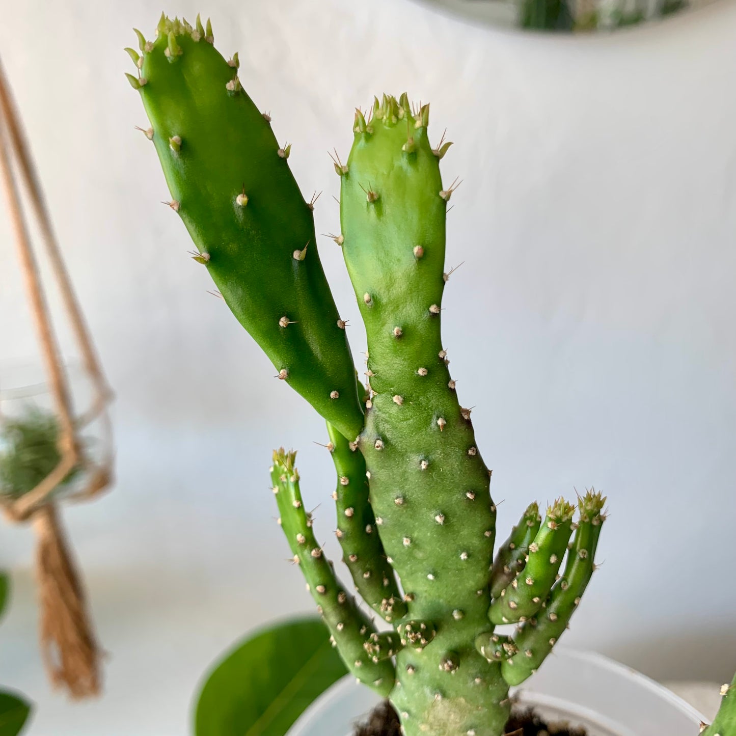 Josephs Coat Variegated Cactus