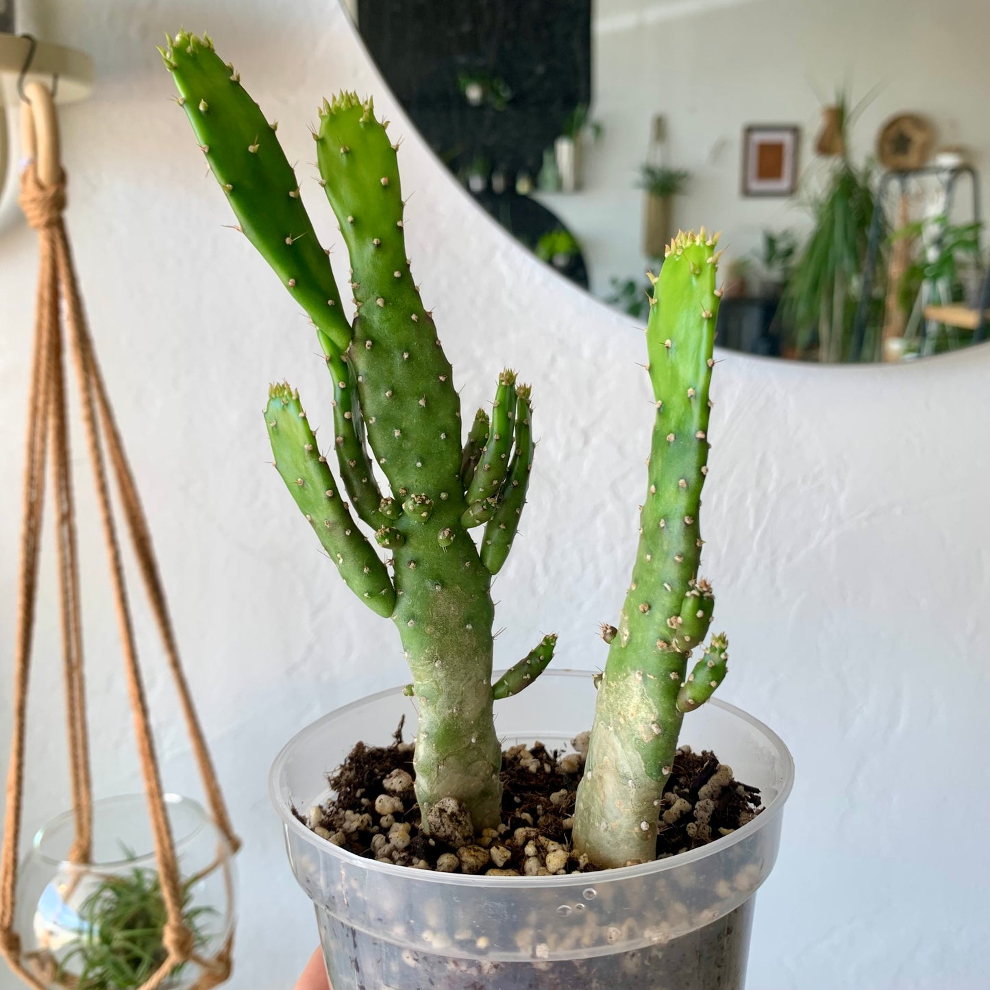 Josephs Coat Variegated Cactus