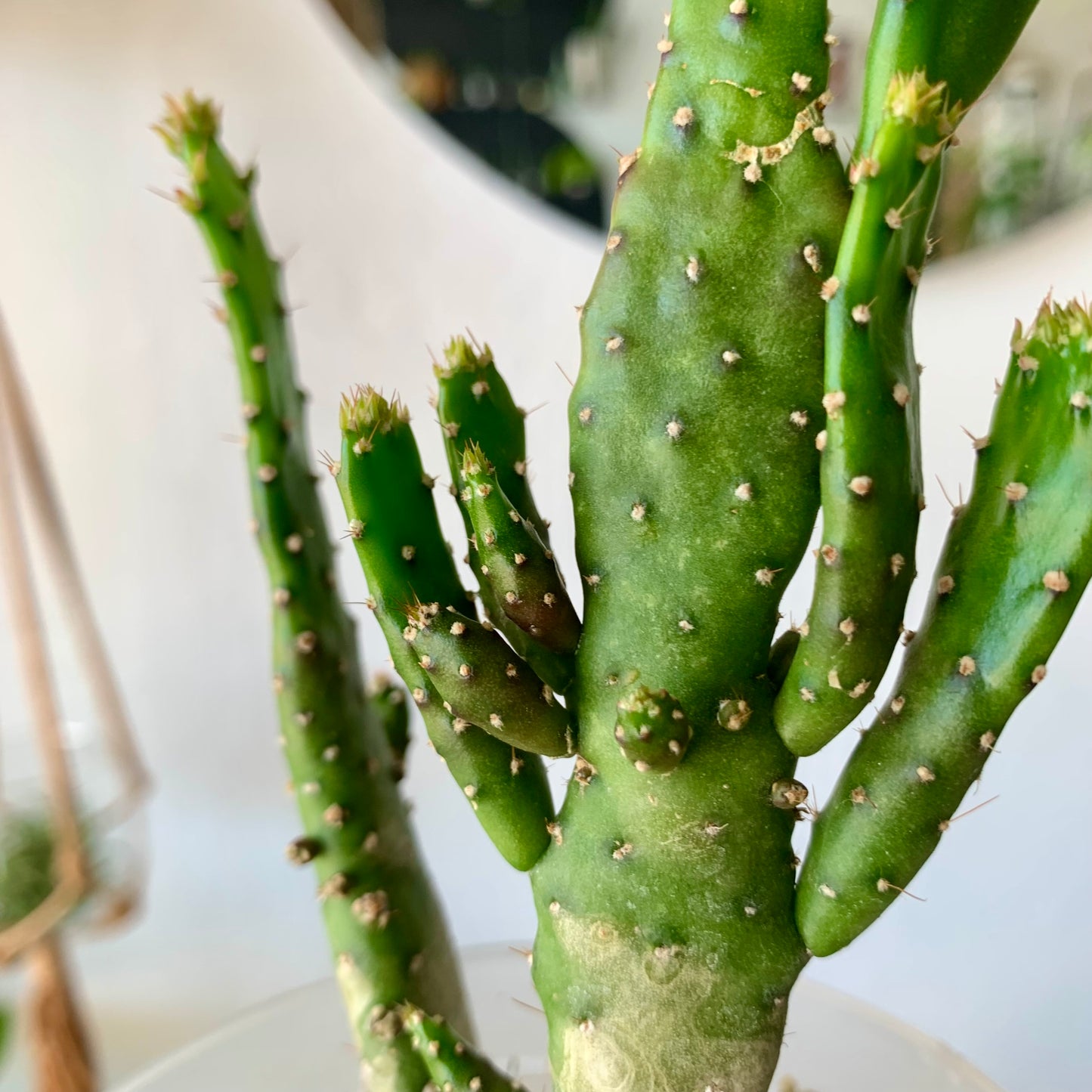 Josephs Coat Variegated Cactus