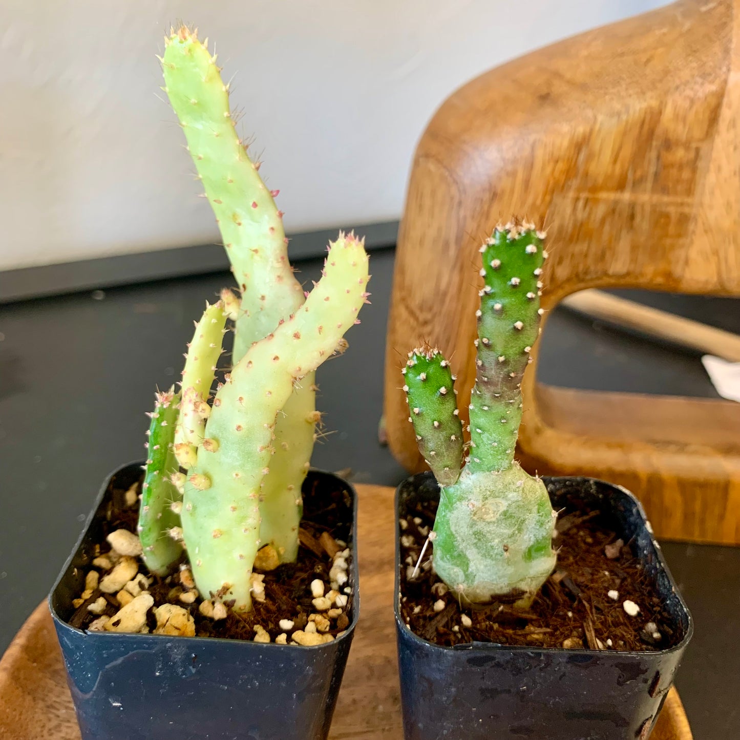 Josephs Coat Variegated Cactus