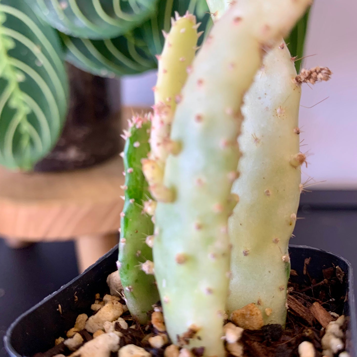 Josephs Coat Variegated Cactus