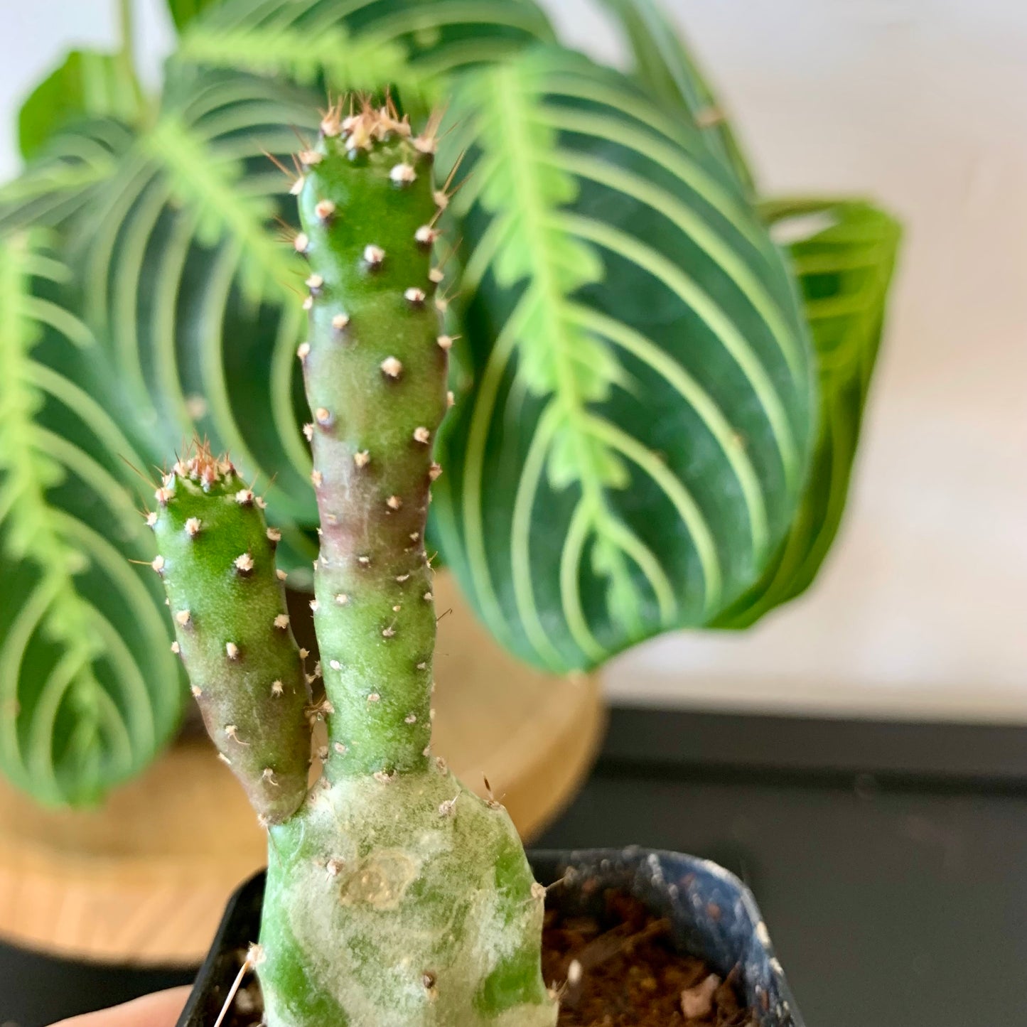 Josephs Coat Variegated Cactus