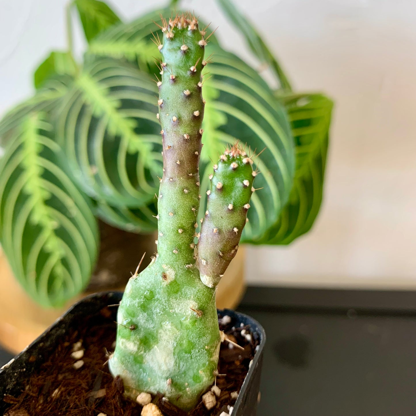 Josephs Coat Variegated Cactus