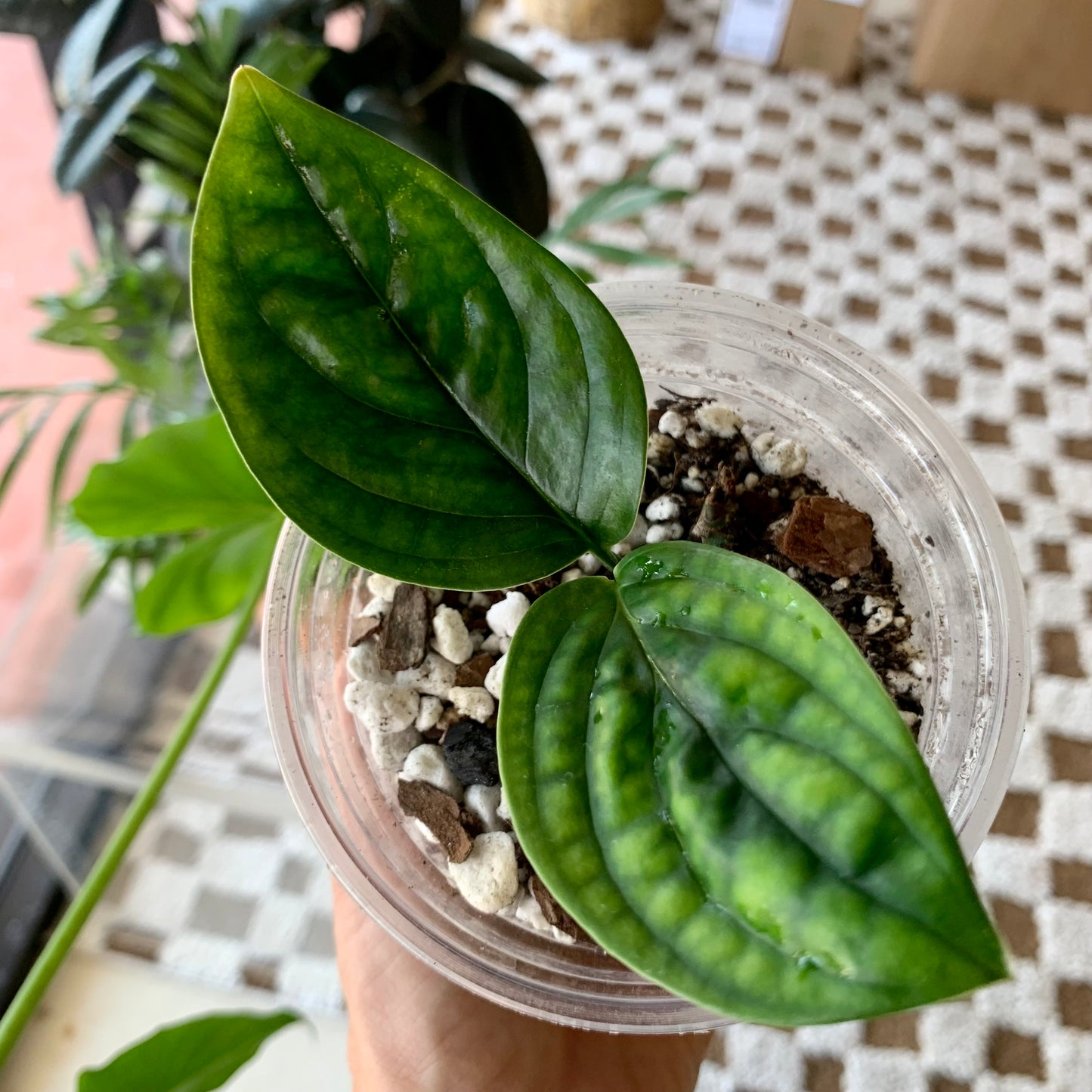 Monstera Peru