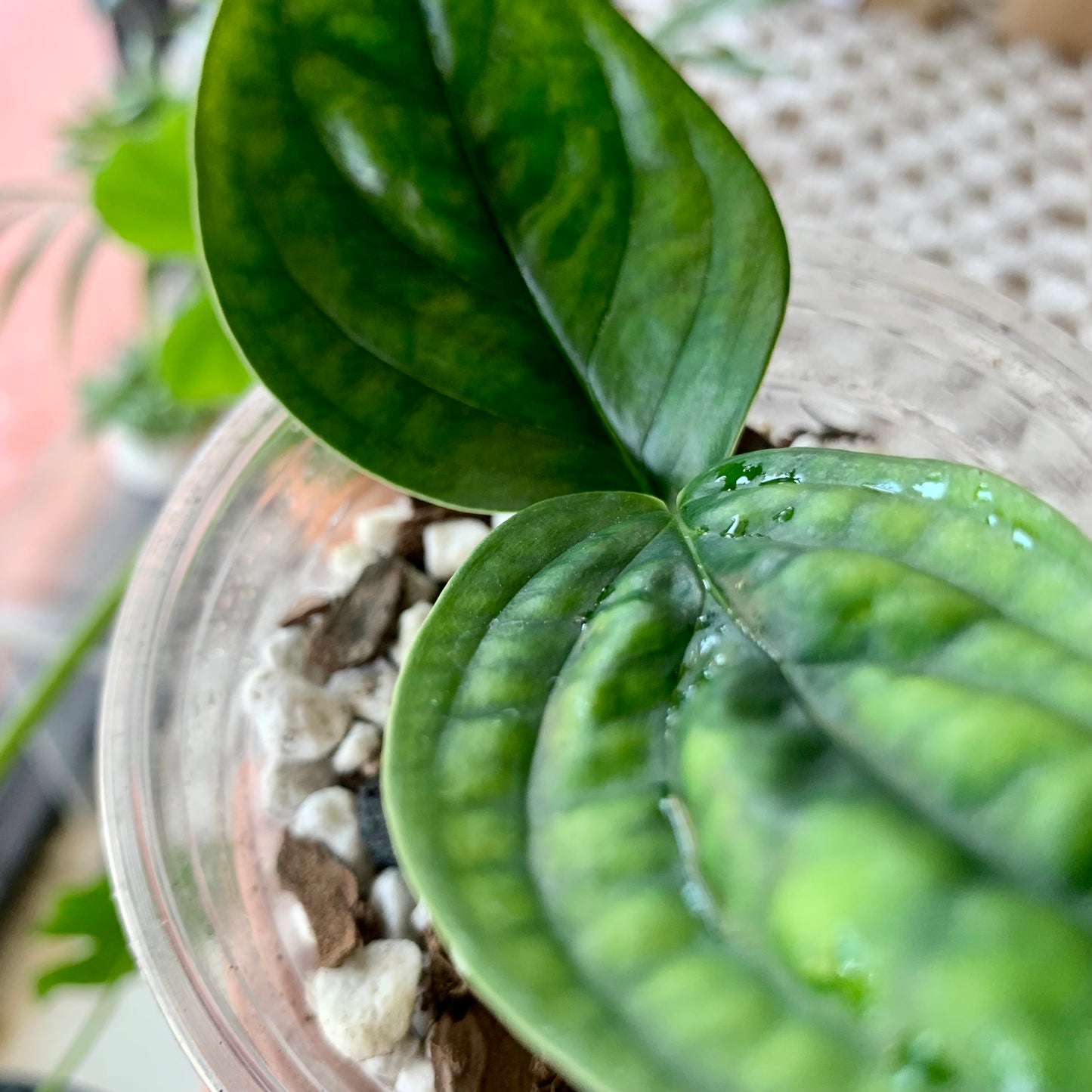 Monstera Peru