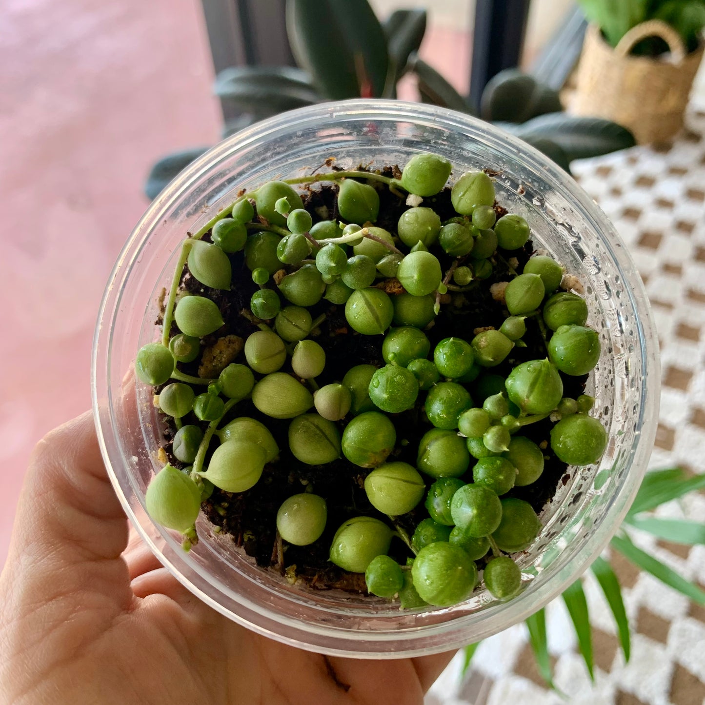 String of Pearls