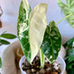 Alocasia Frydek Variegated