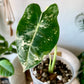 Alocasia Frydek Variegated
