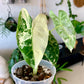 Alocasia Frydek Variegated