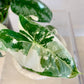Alocasia Frydek Variegated