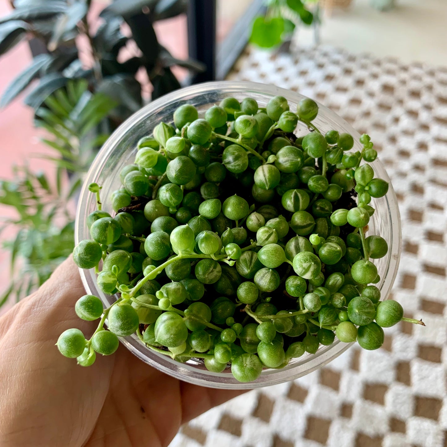 Variegated String of Pearls