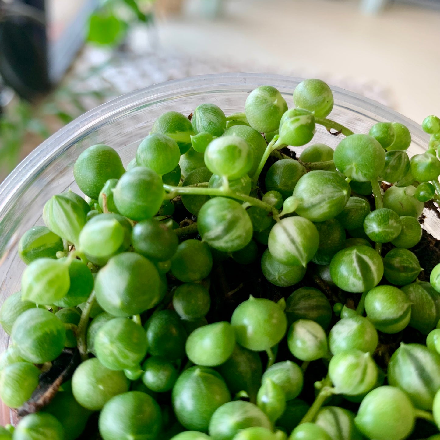 Variegated String of Pearls