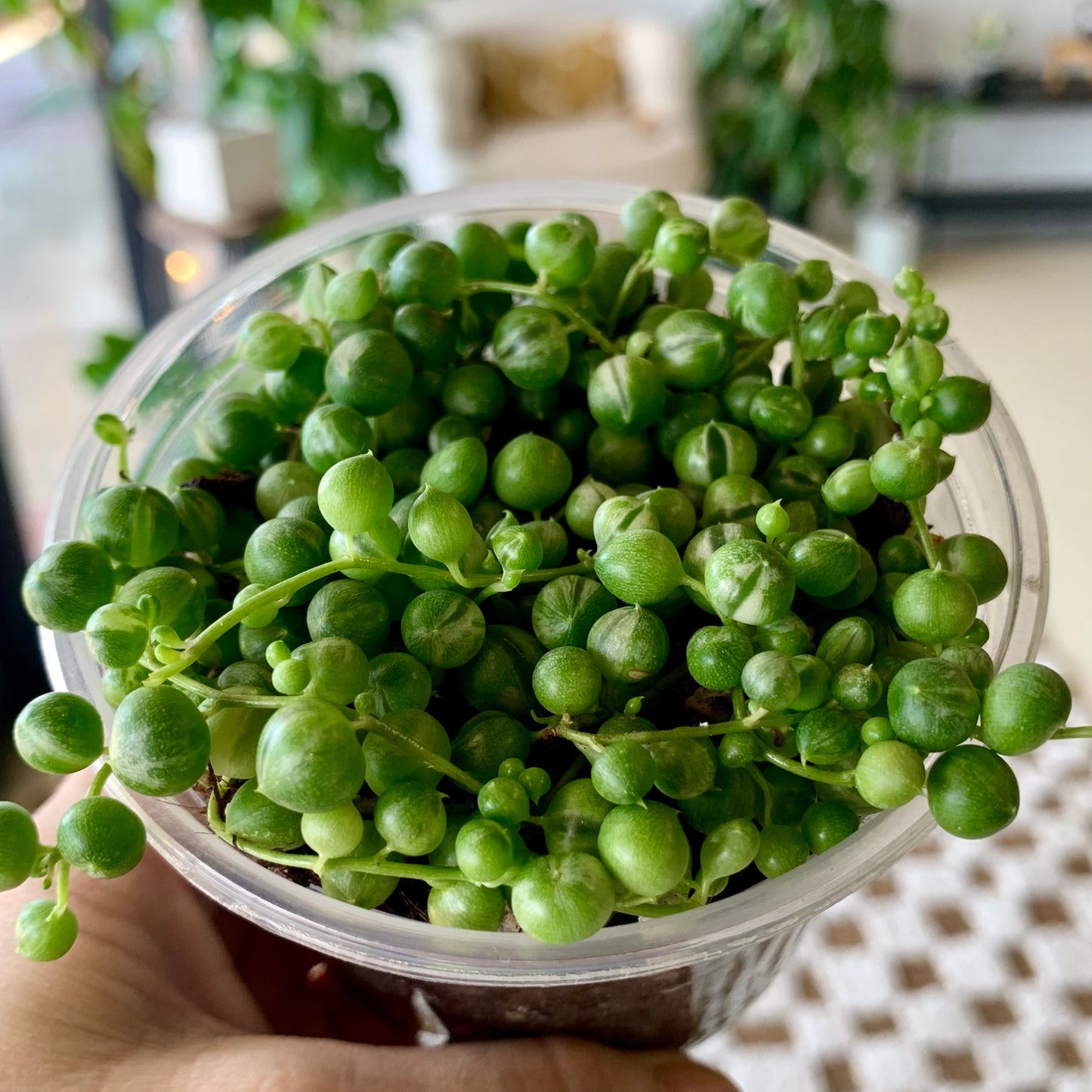 Variegated String of Pearls