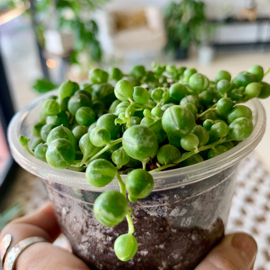 Variegated String of Pearls