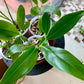 Philodendron Goeldii