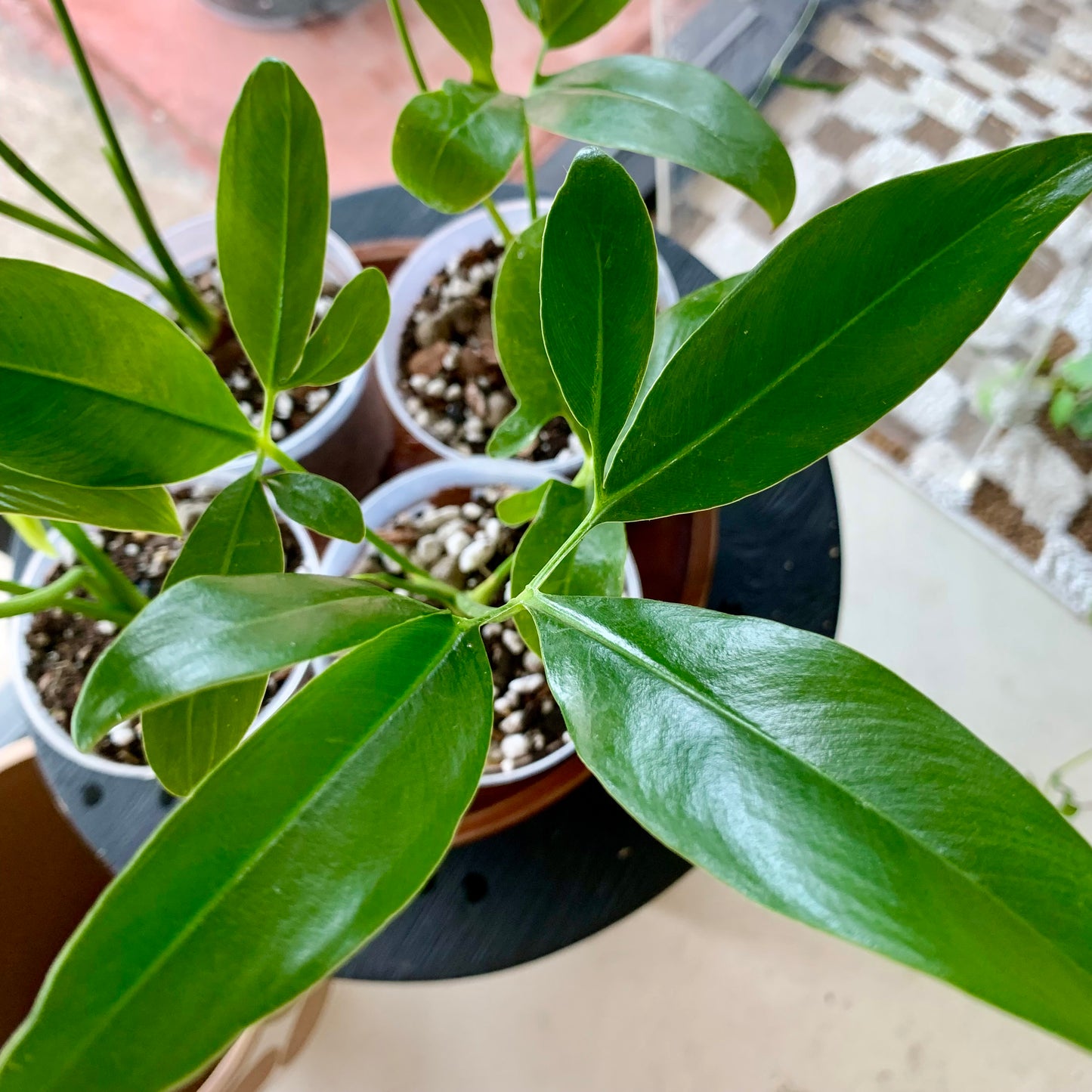 Philodendron Goeldii