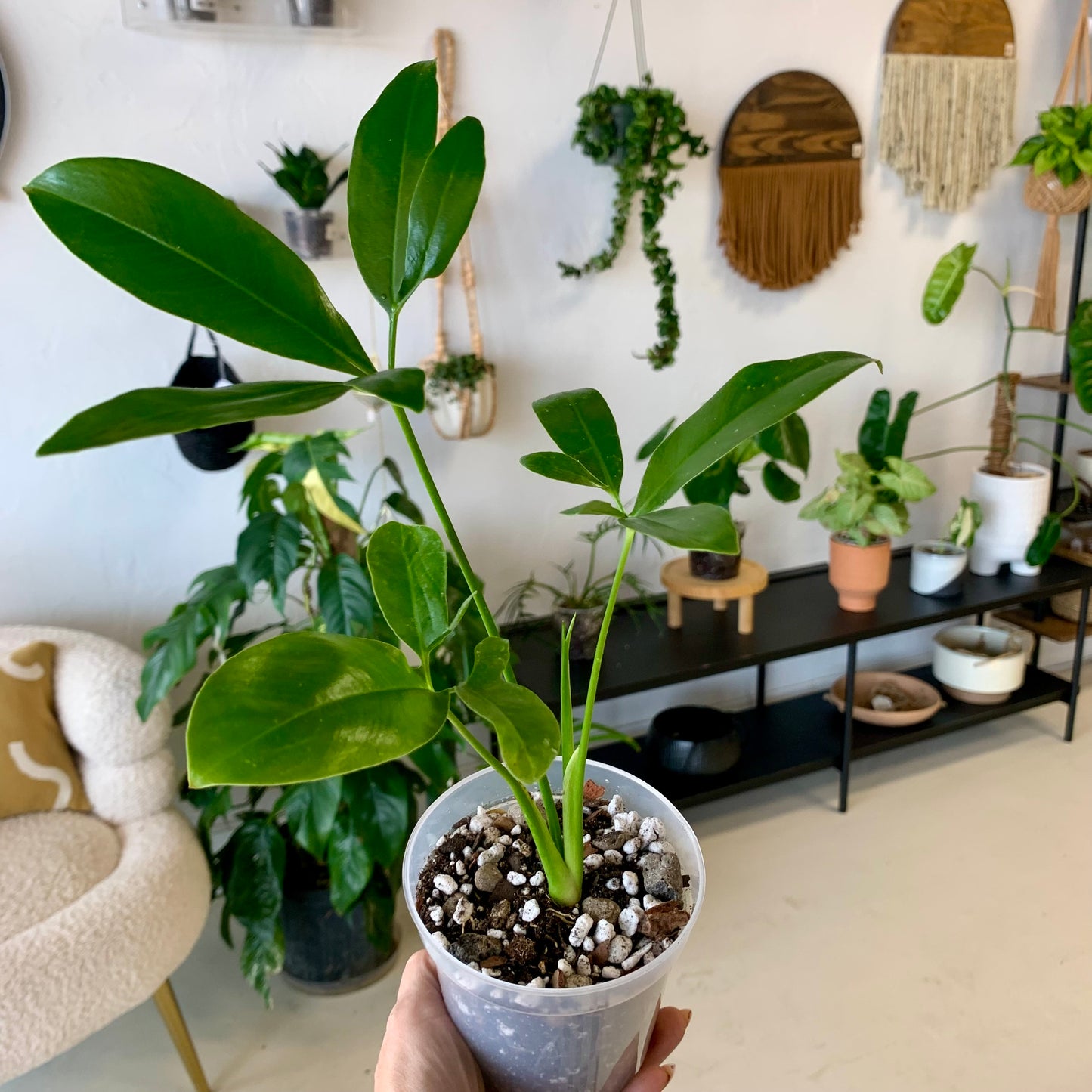 Philodendron Goeldii