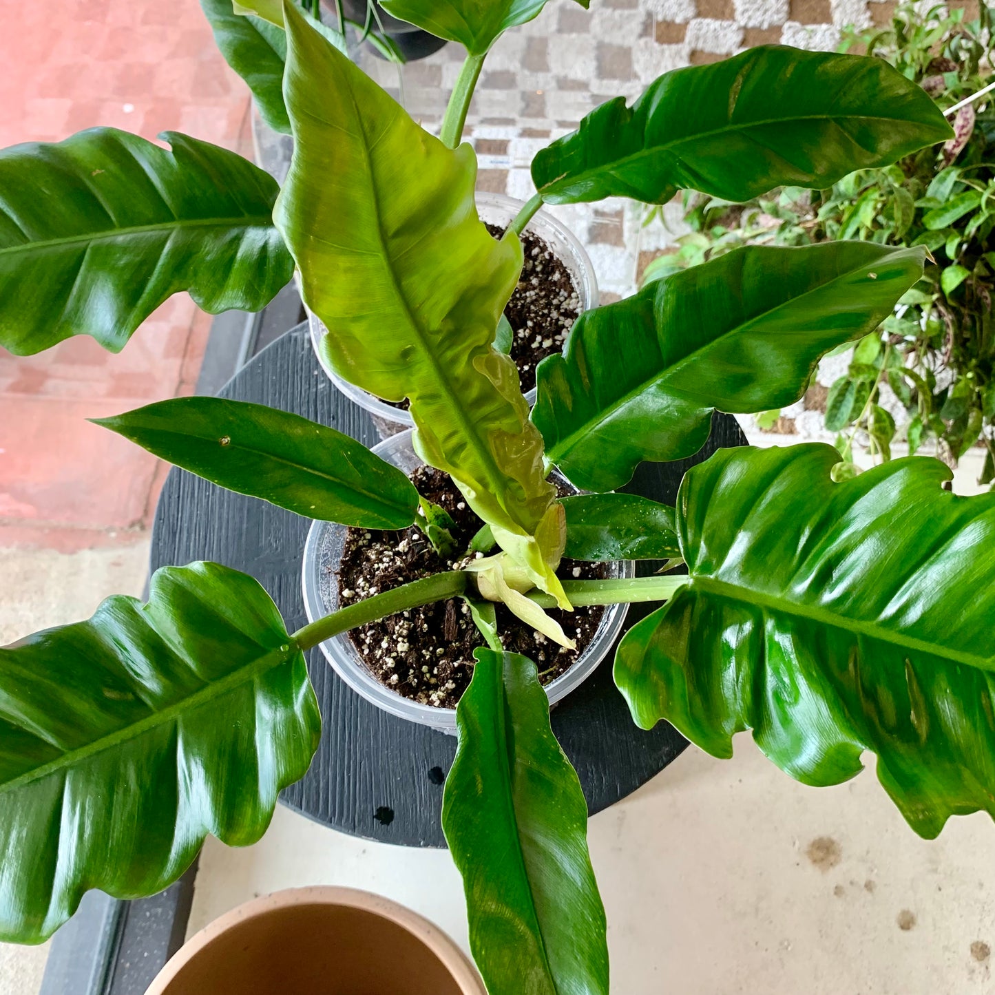 Jungle Boogie Philodendron