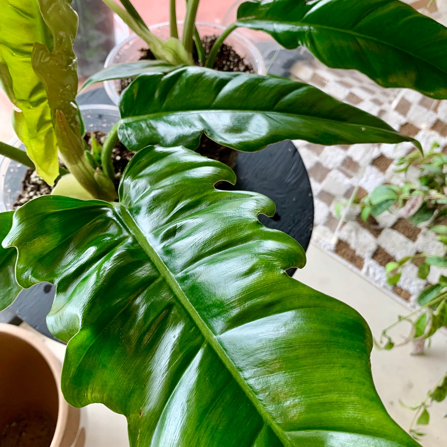 Jungle Boogie Philodendron