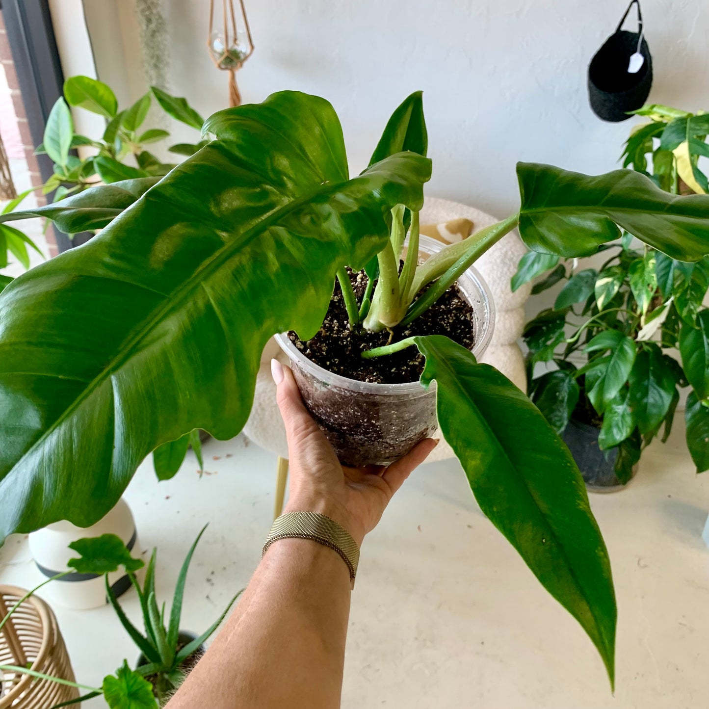 Jungle Boogie Philodendron