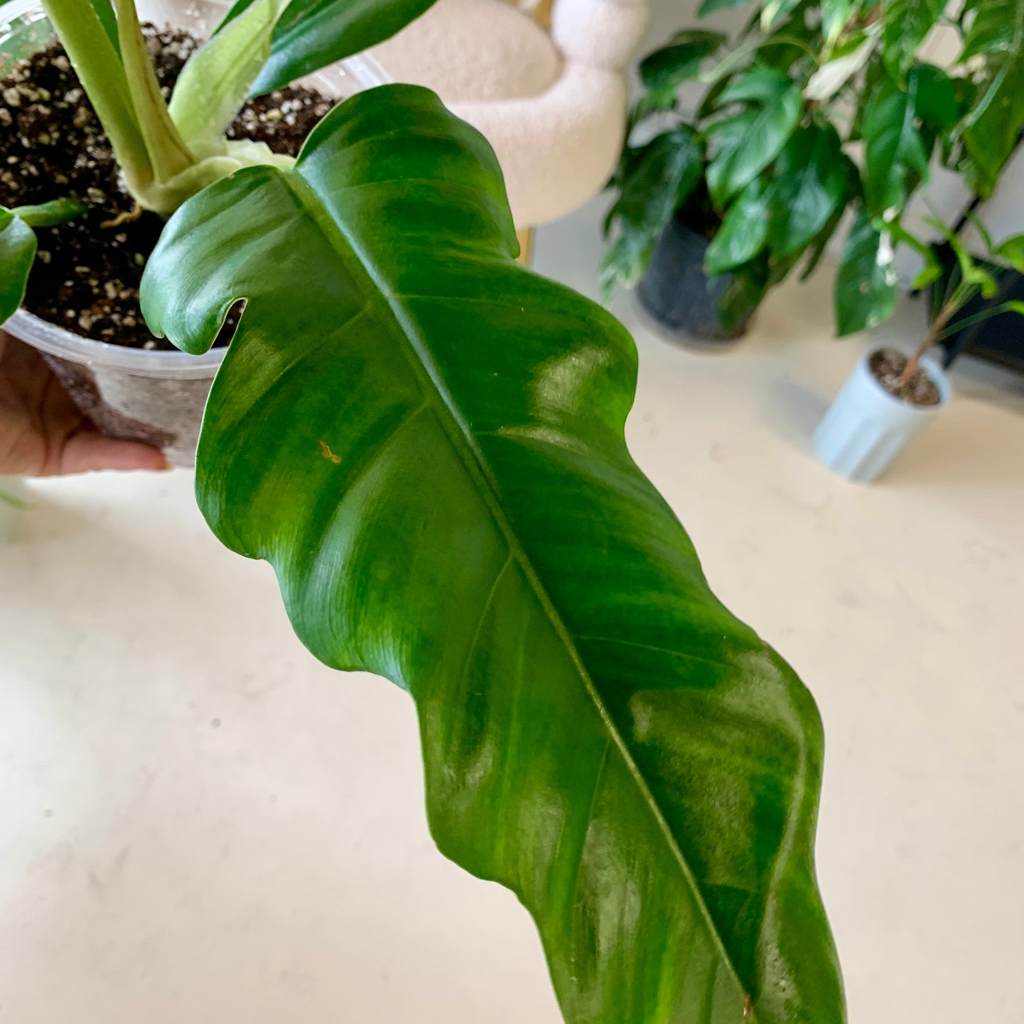 Jungle Boogie Philodendron