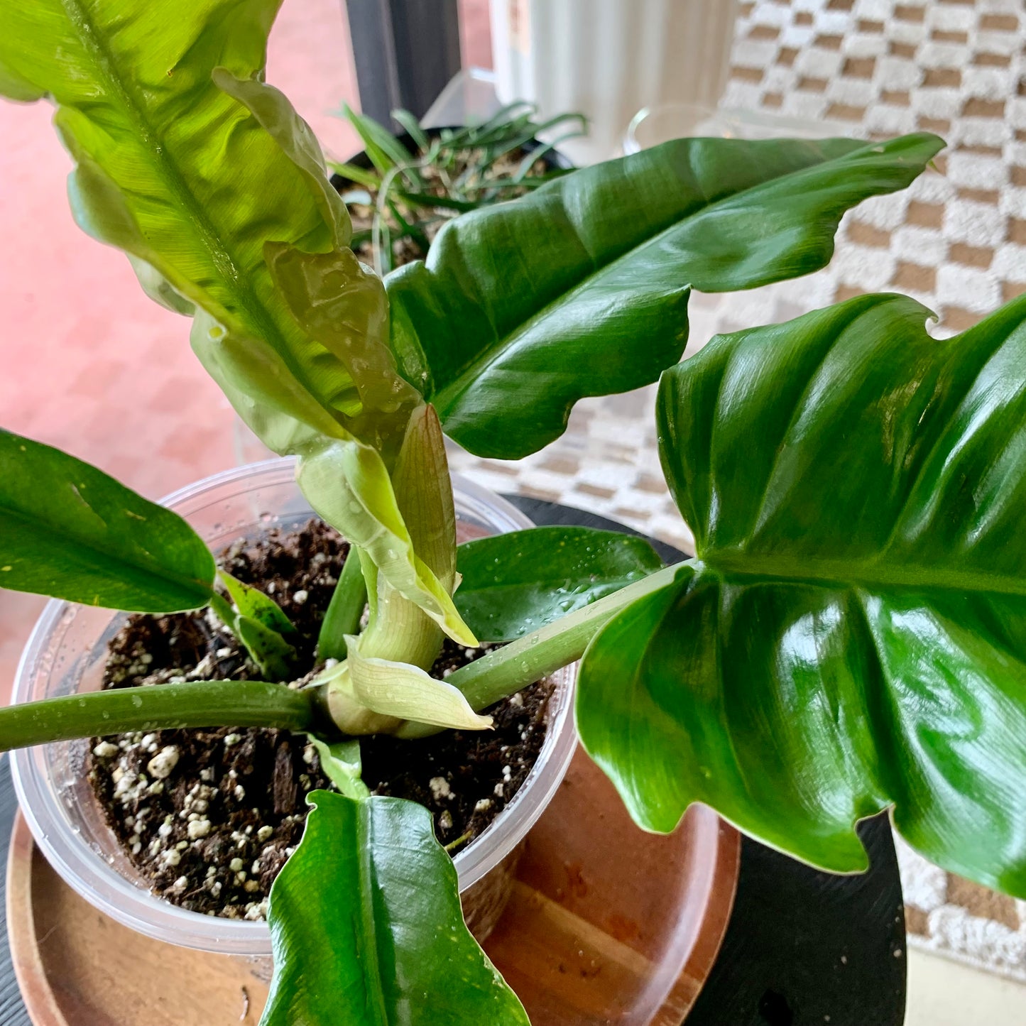 Jungle Boogie Philodendron