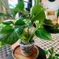 Emerald Gem Homalomena