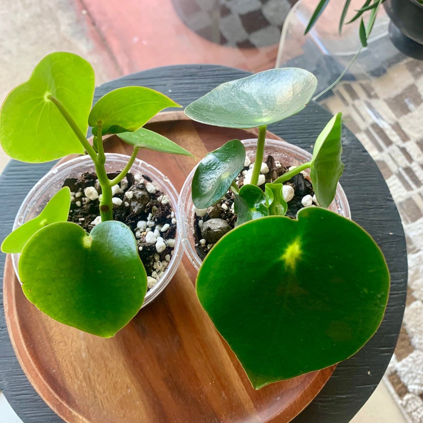 Raindrop Peperomia